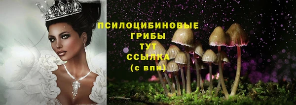 шишки Арсеньев